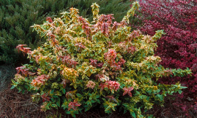 Abelia Kaleidoscope