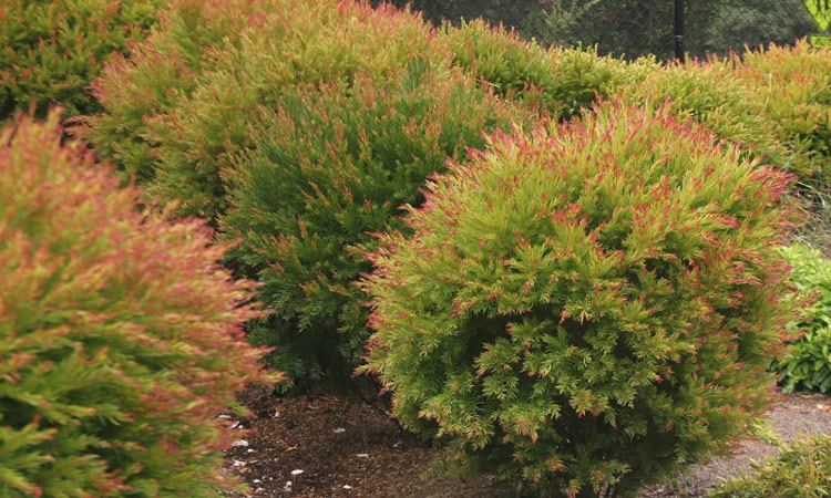 Acacia cognata 'Winter Flame'