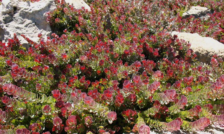 Adenanthos cuneatus 'Coral Carpet'