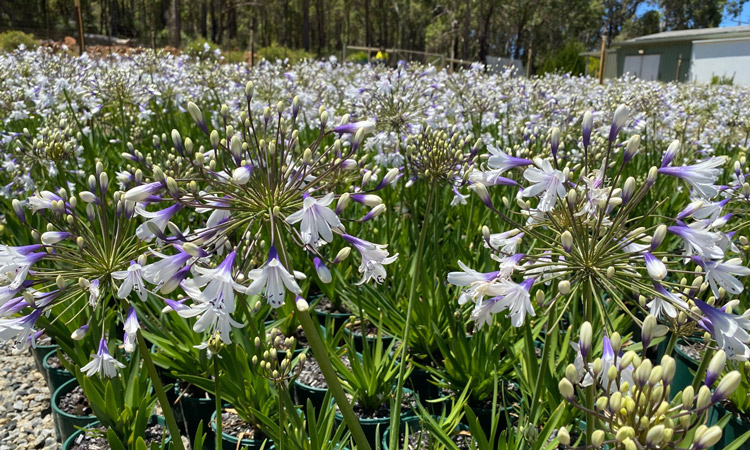 Agapanthus Fireworks in pots