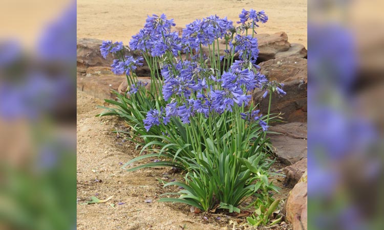 Agapanthus