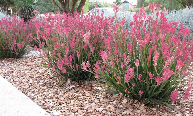 Anigozanthos Kangaroo Paws 