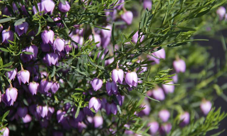 Boronia Blue Waves