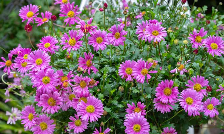 Brachyscome'