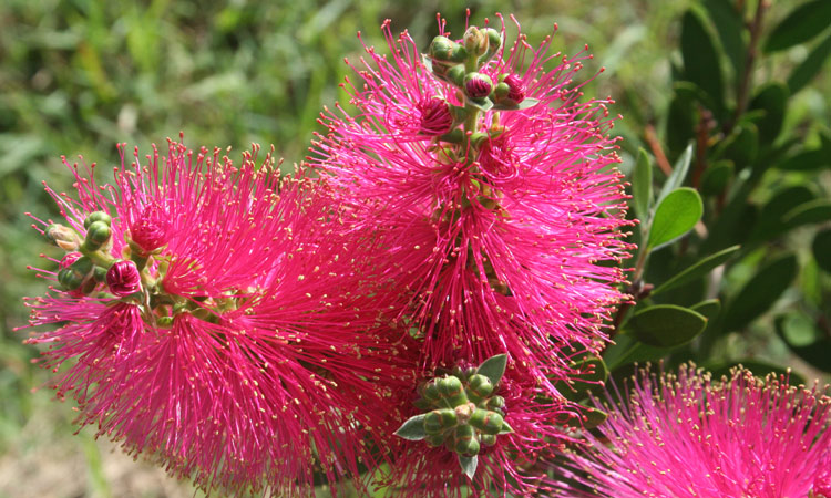 Callistemon Hot Pink