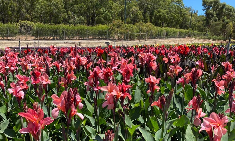 cannas in the nursery