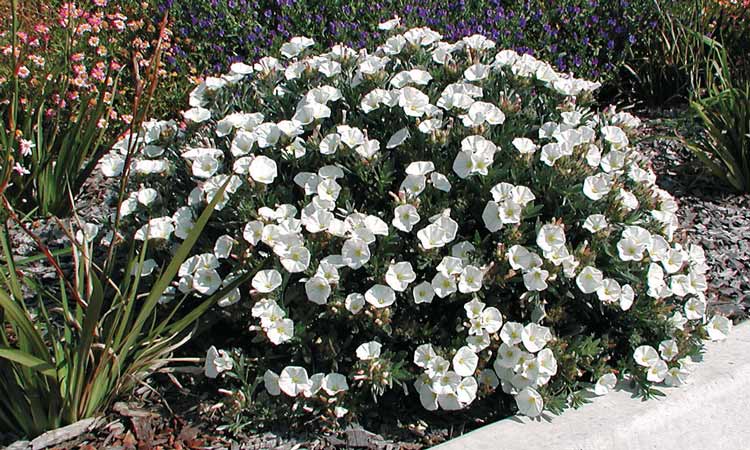 Convolvulus'