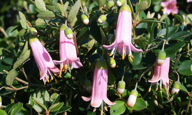 Correa 'Bicheno Bell'