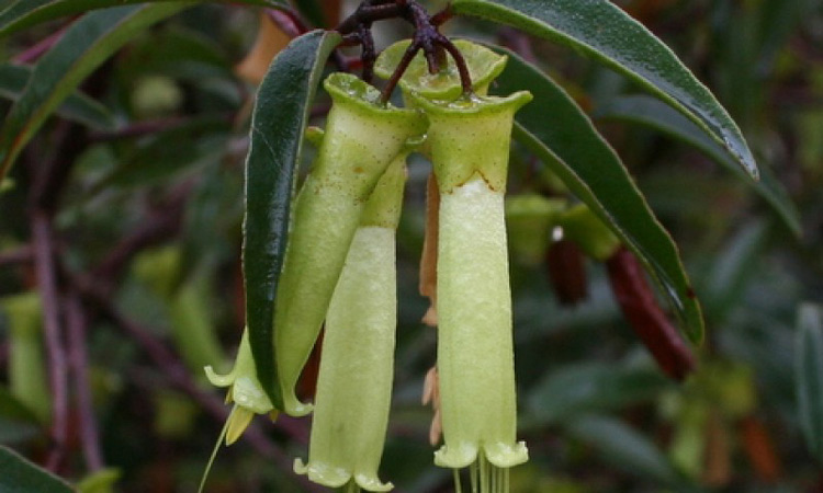 Correa baeuerlenii Chef's Hat