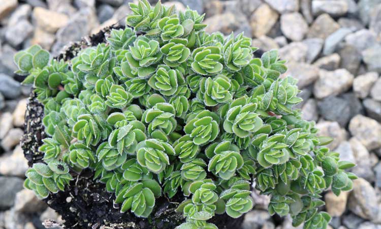 Crassula 'David'
