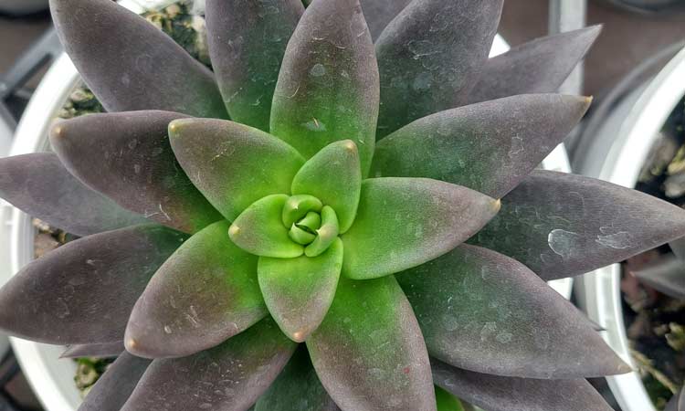 Echeveria 'Black Knight'