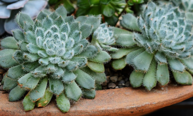 Echeveria Mexican Fire Crackers