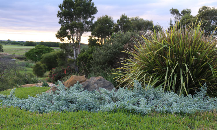 Eremophila glabra Blue Horizon