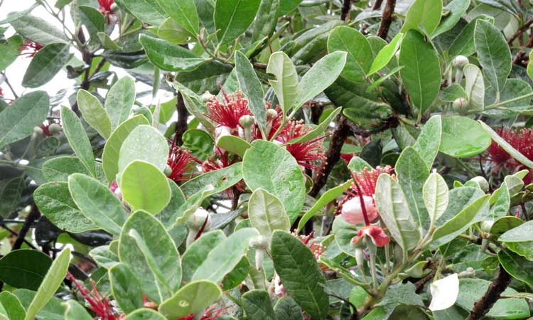 Feijoa Sellowiana Pineapple Feijoa