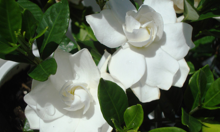 Gardenia Ocean Pearl