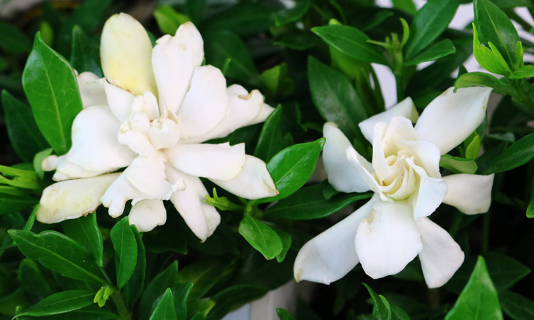 Gardenia Radicans