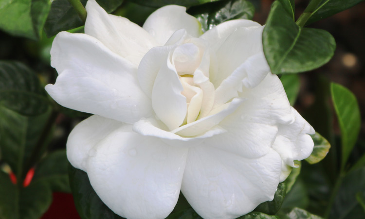 Gardenia True Love 