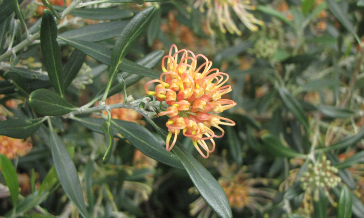 Grevillea Apricot Glow