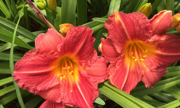 Hemerocallis - Day Lilies