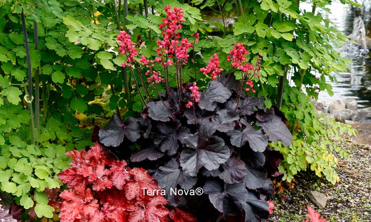 Heuchera'