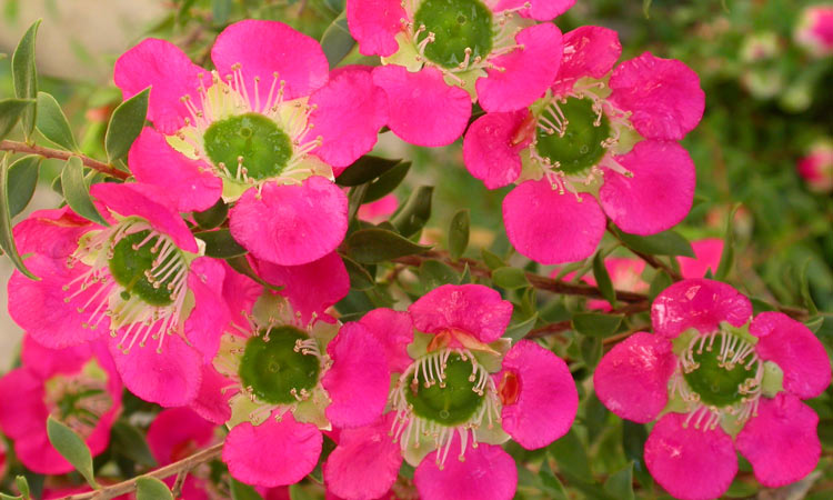 Leptospermum Lipstick