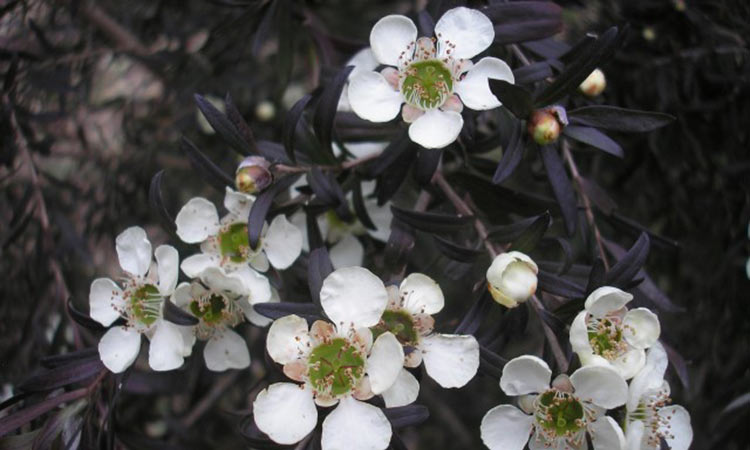 Leptospermum - Starry Night