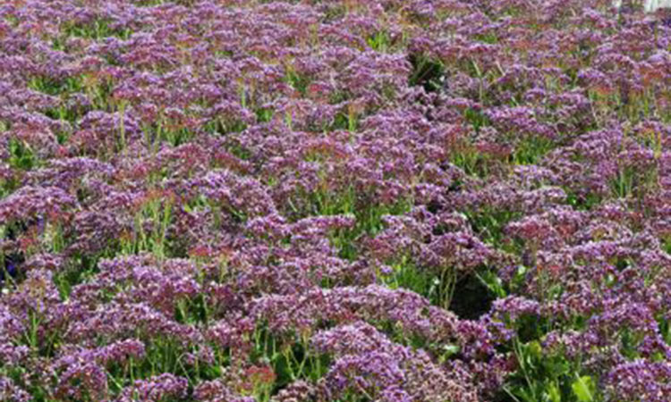 Limonium perezii Blue - Sea Lavender