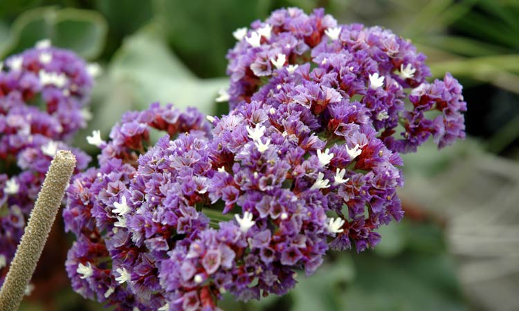 Limonium perezii 'Blue'