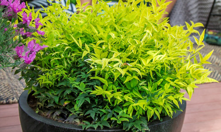 Nandina - Magical Lemon Lime