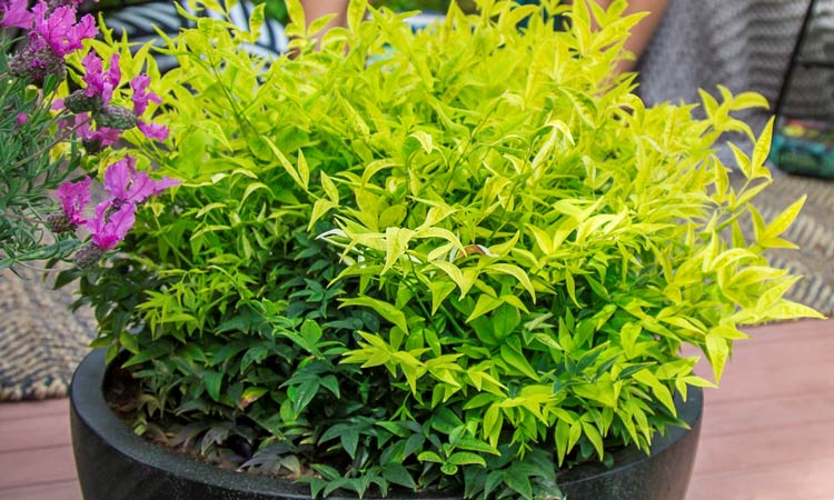 Nandina Magical Lemon and Lime