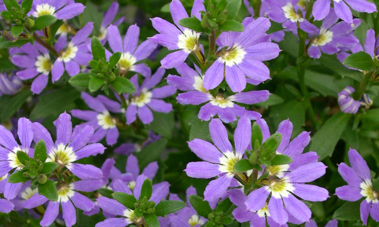 Scaevola