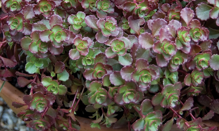 sedum in a pot