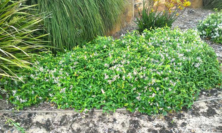 Trachelospermum flat mat in the garden