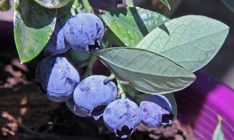 Vaccinium - Sunshine Blue