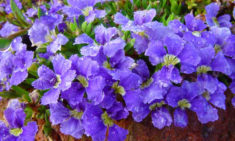 Dampiera diversifolia'