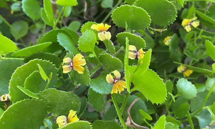 Goodenia varia'