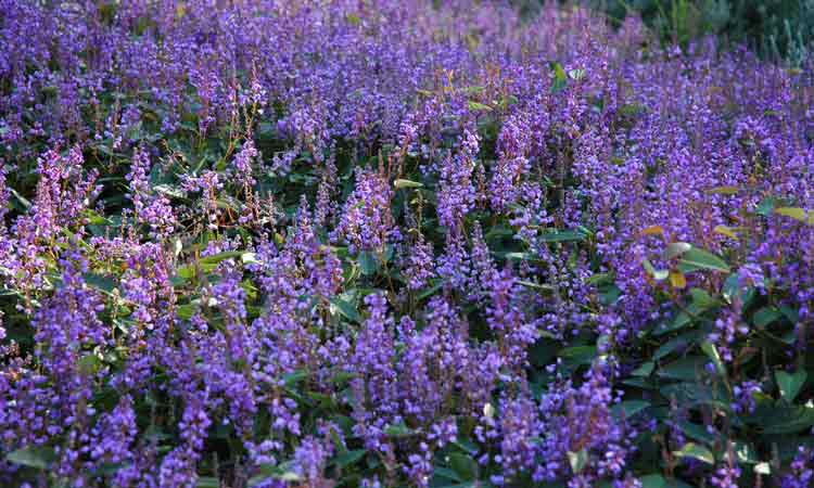 Hardenbergia Sea of Purple
