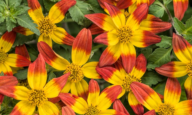 Bidens 'Campfire'