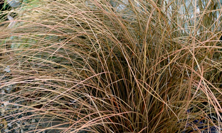 Carex Dusky Fountain