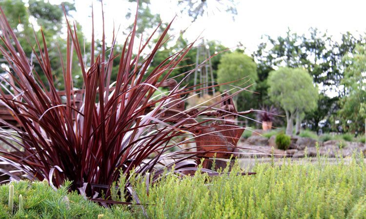 Cordyline 'Designer Burgundy' christmas gift