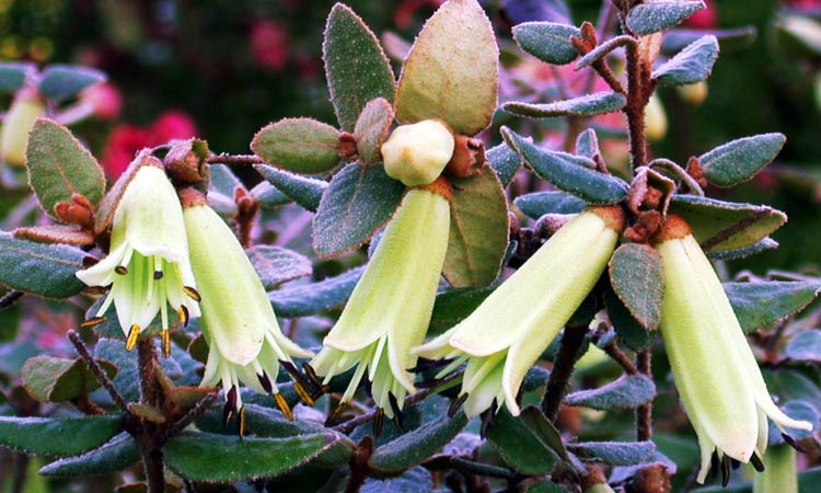 Correa 'Grannyâ€™s Grave' - Native Fuchsia