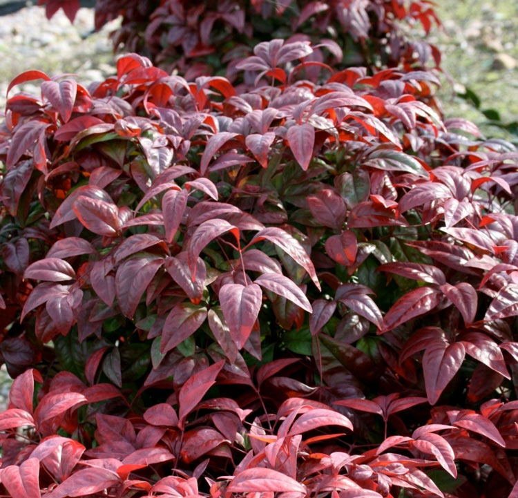 Nandina domestica Blush news photo