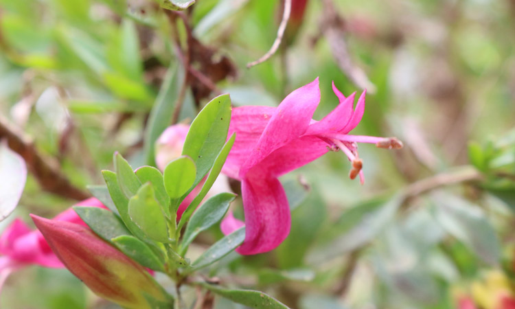 Eremophila