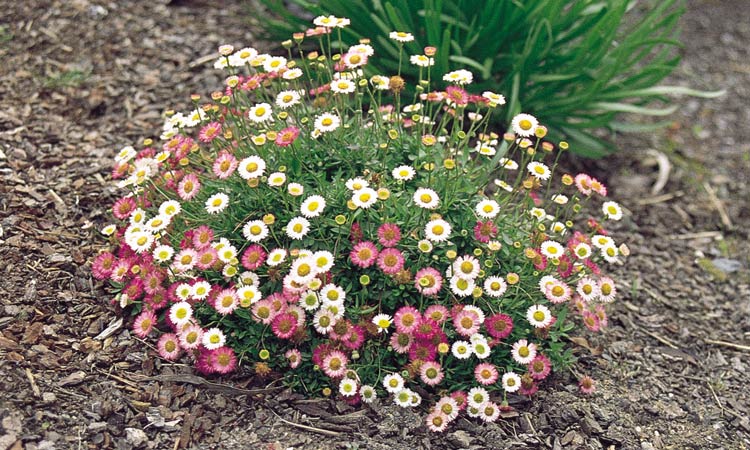 Erigeron 'Spindrift'