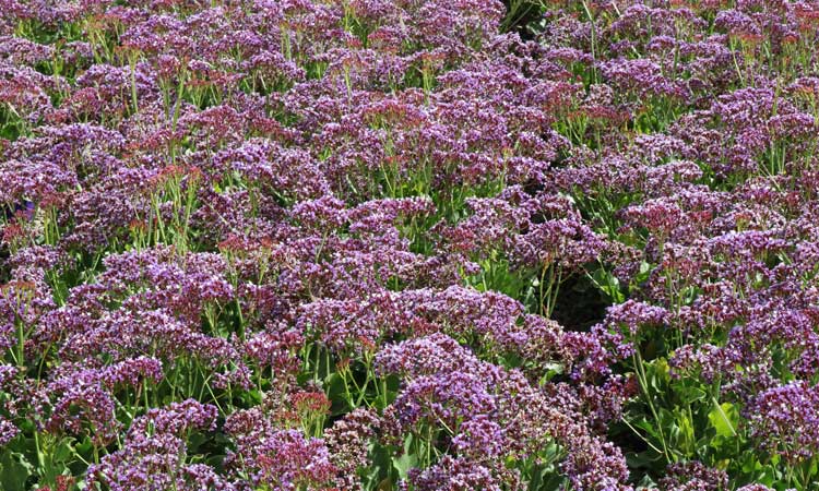 limonium