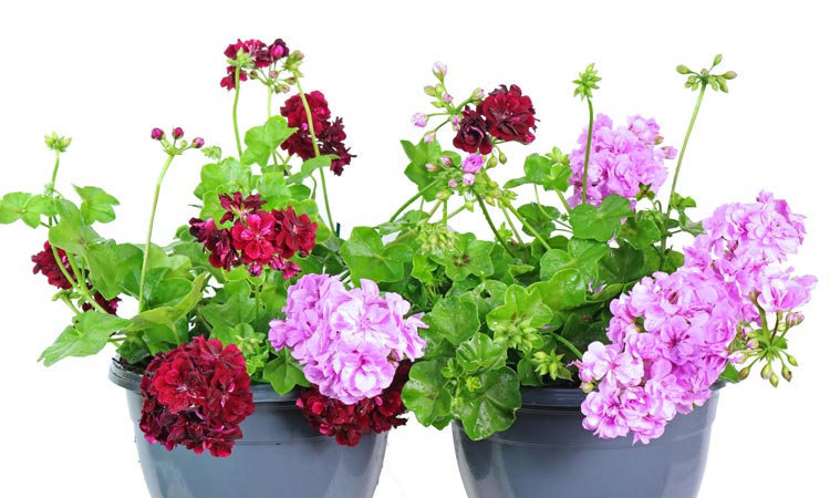 pelargonium basket combination