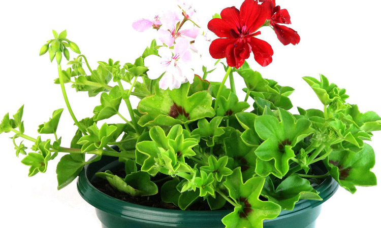 Ivy Pelargonium Baskets christmas gifts